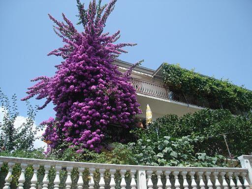 Apartment Knez Trogir Exterior photo